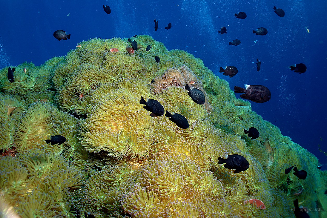 Thailand 2015 - Ko Tao - Anemones Ambiance _IMG_3785_rc.jpg